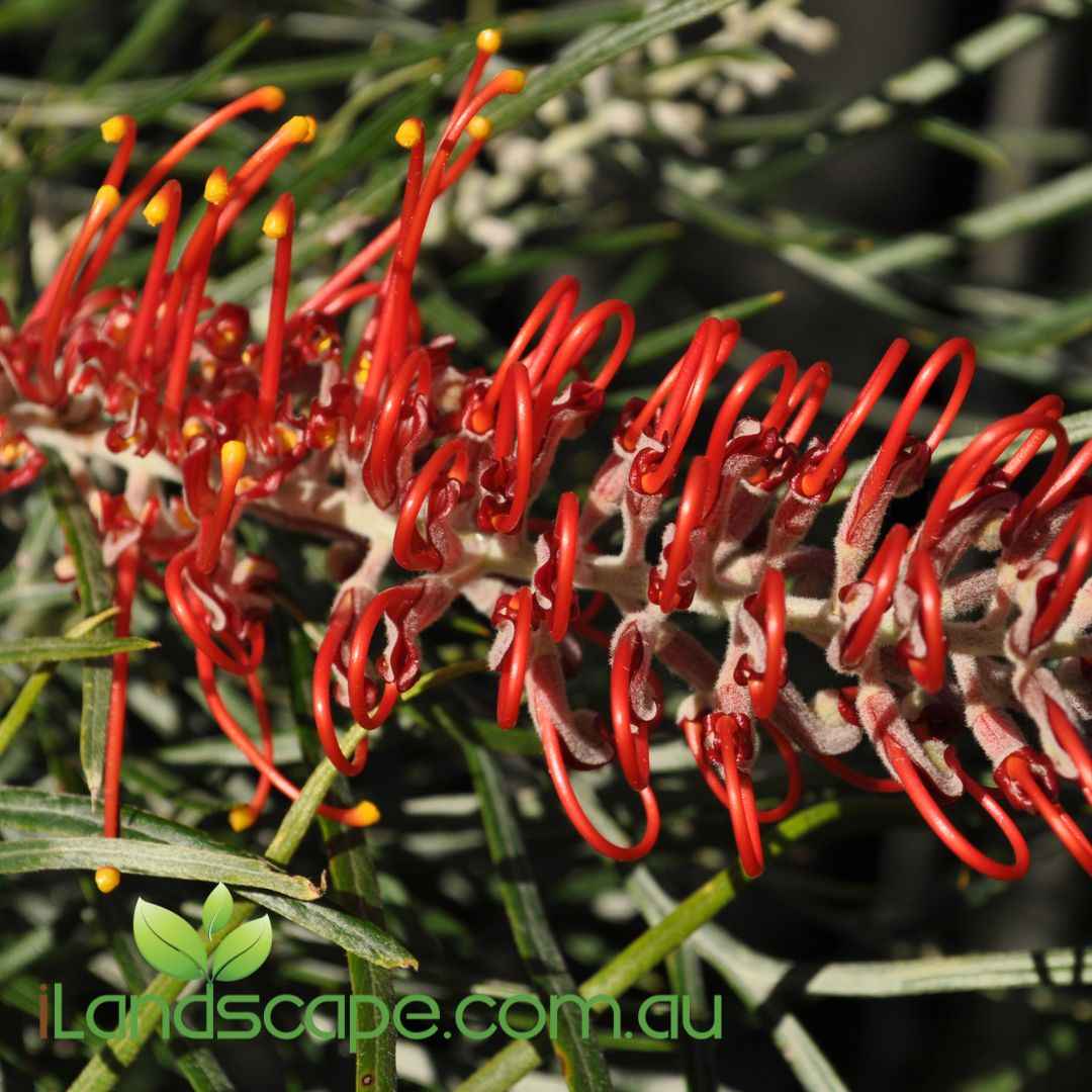 Grevillea Crimson Carpet red flowers groundcover