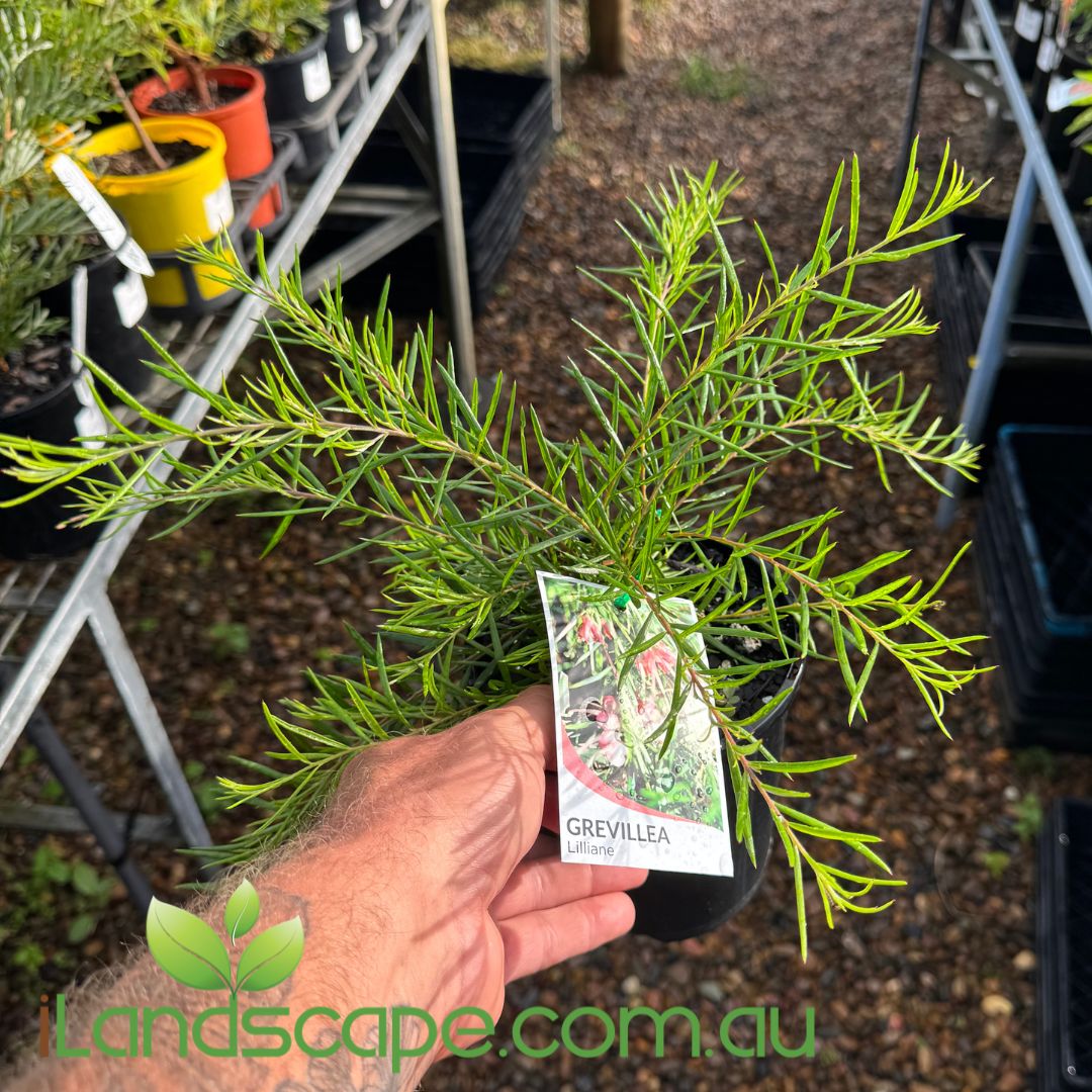 Grevillea 'Lilliane'