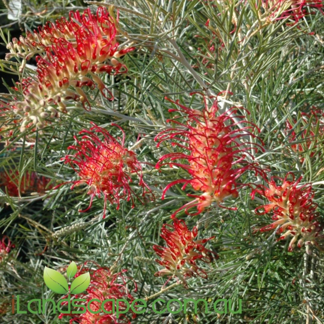 Grevillea ‘Spirit of Anzac’ PBR with vibrant red flowers and dense green foliage