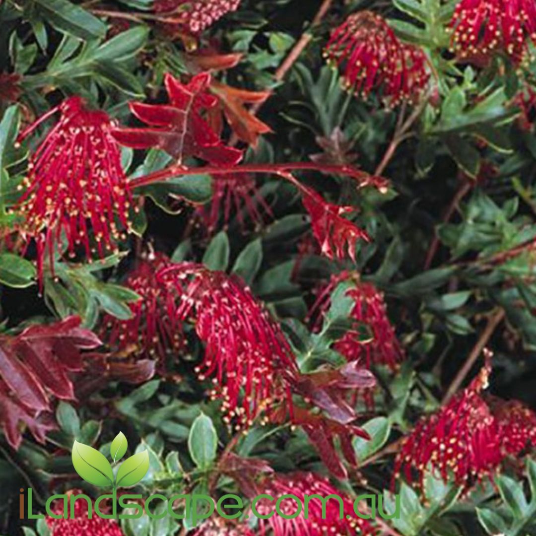 Grevillea ‘Gaudi Chaudii’ flowering groundcover with pink-red blooms and spreading green foliage