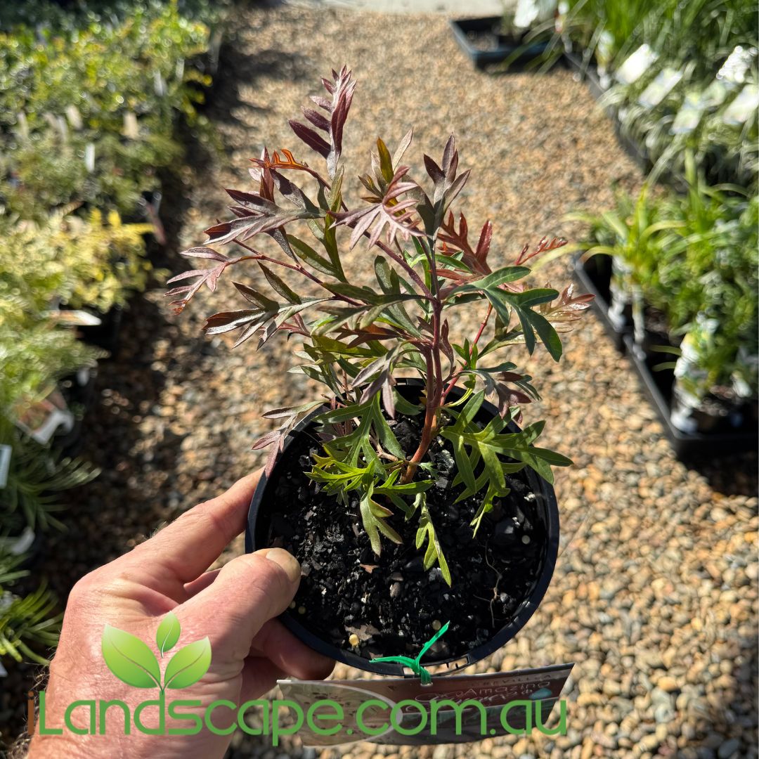 Grevillea ‘Amazing Grace’ in full flower with soft pink blooms and fine foliage