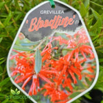 Grevillea Bloodline with vibrant blood-red flowers growing in a Sunshine Coast garden.