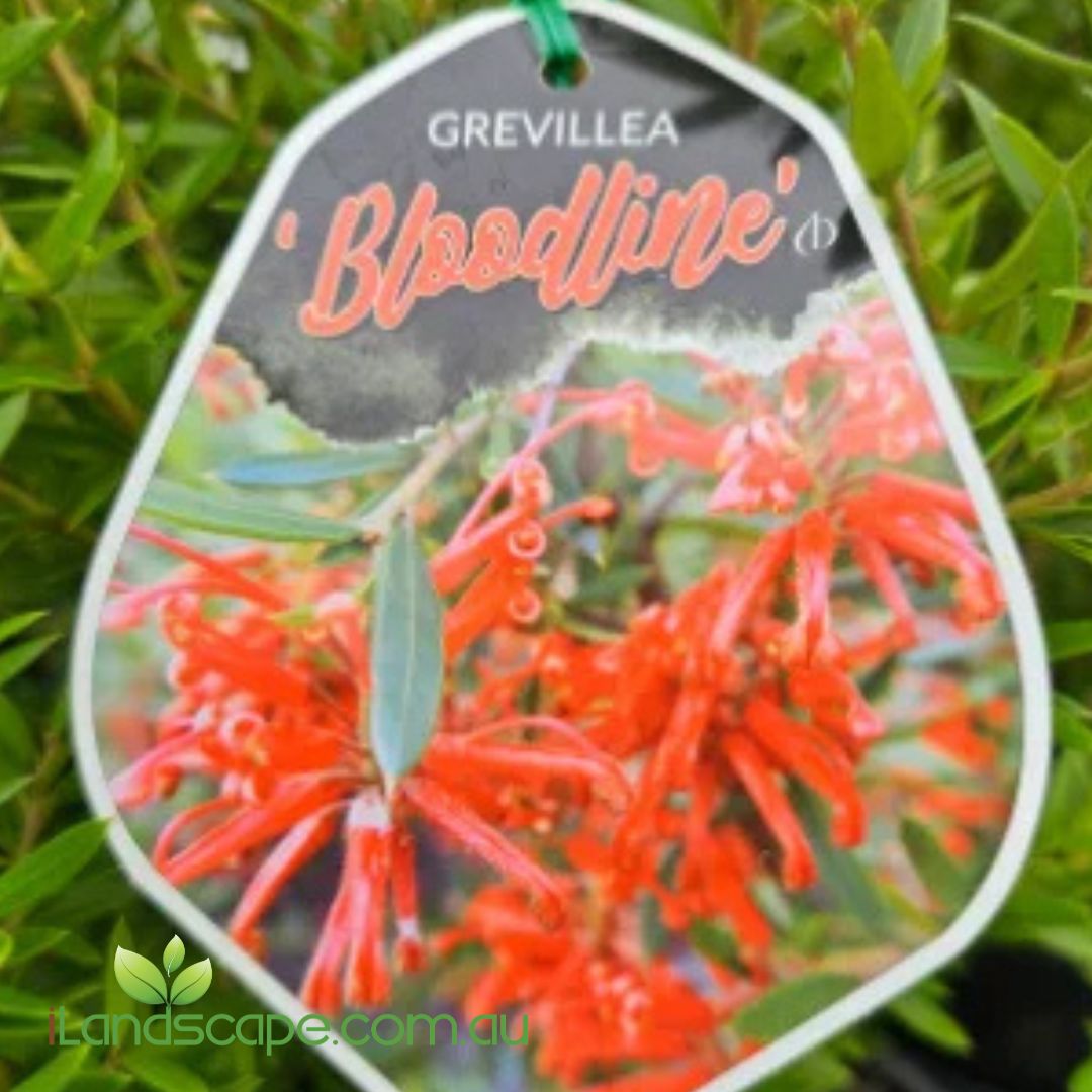 Grevillea Bloodline with vibrant blood-red flowers growing in a Sunshine Coast garden.