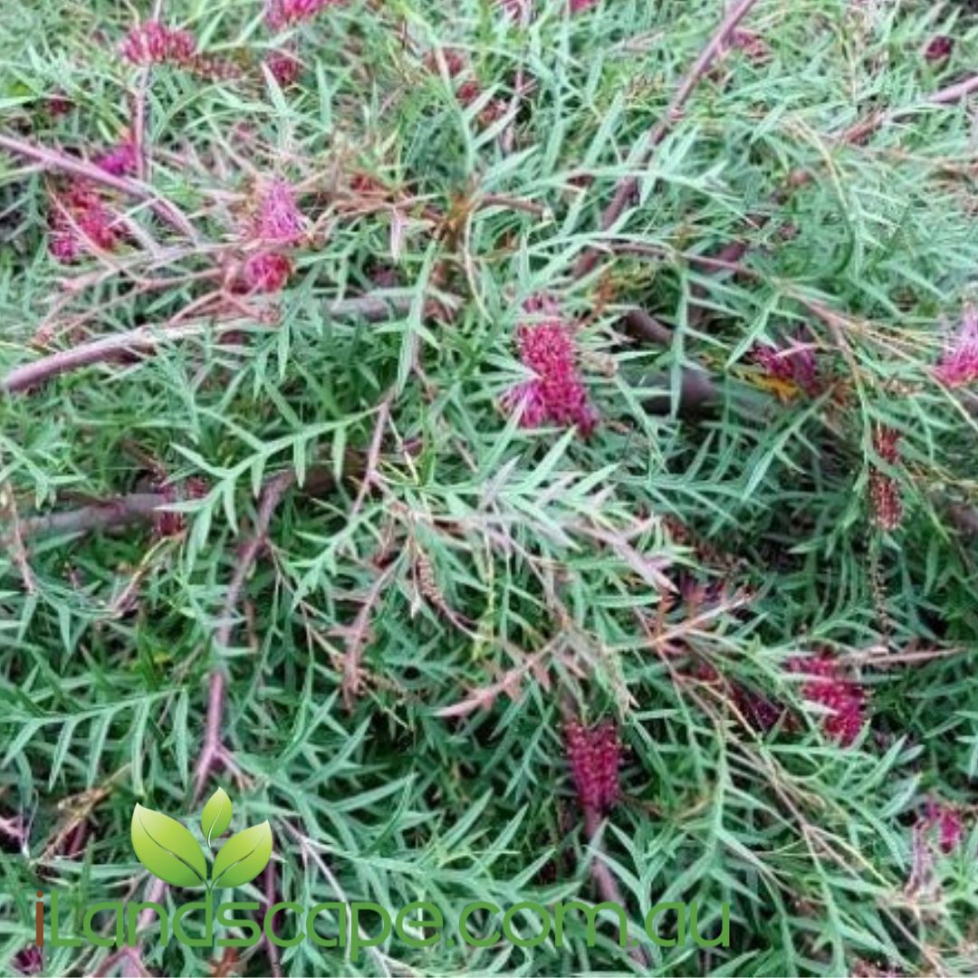 Grevillea ‘Carpet Layer’ groundcover with red flowers and low spreading foliage