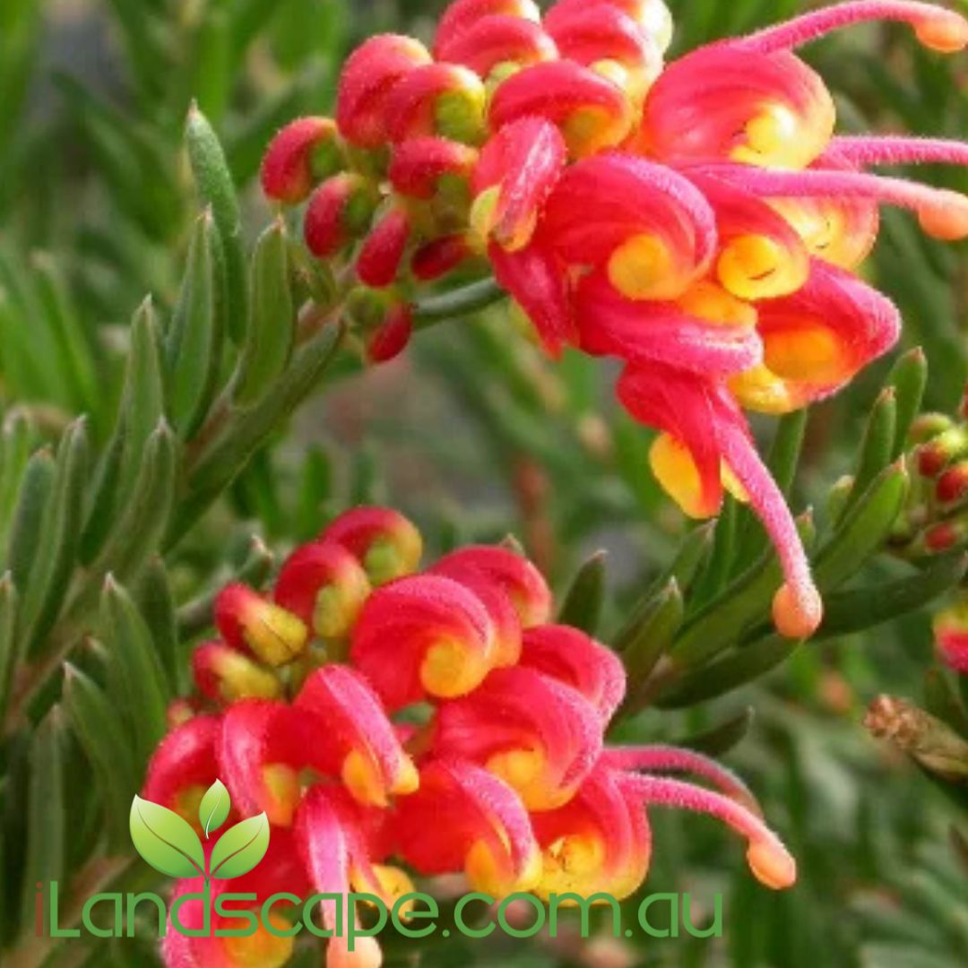 Grevillea pink pixie x alpina ‘Fireworks’ PBR with striking red and yellow bi-coloured spider flowers