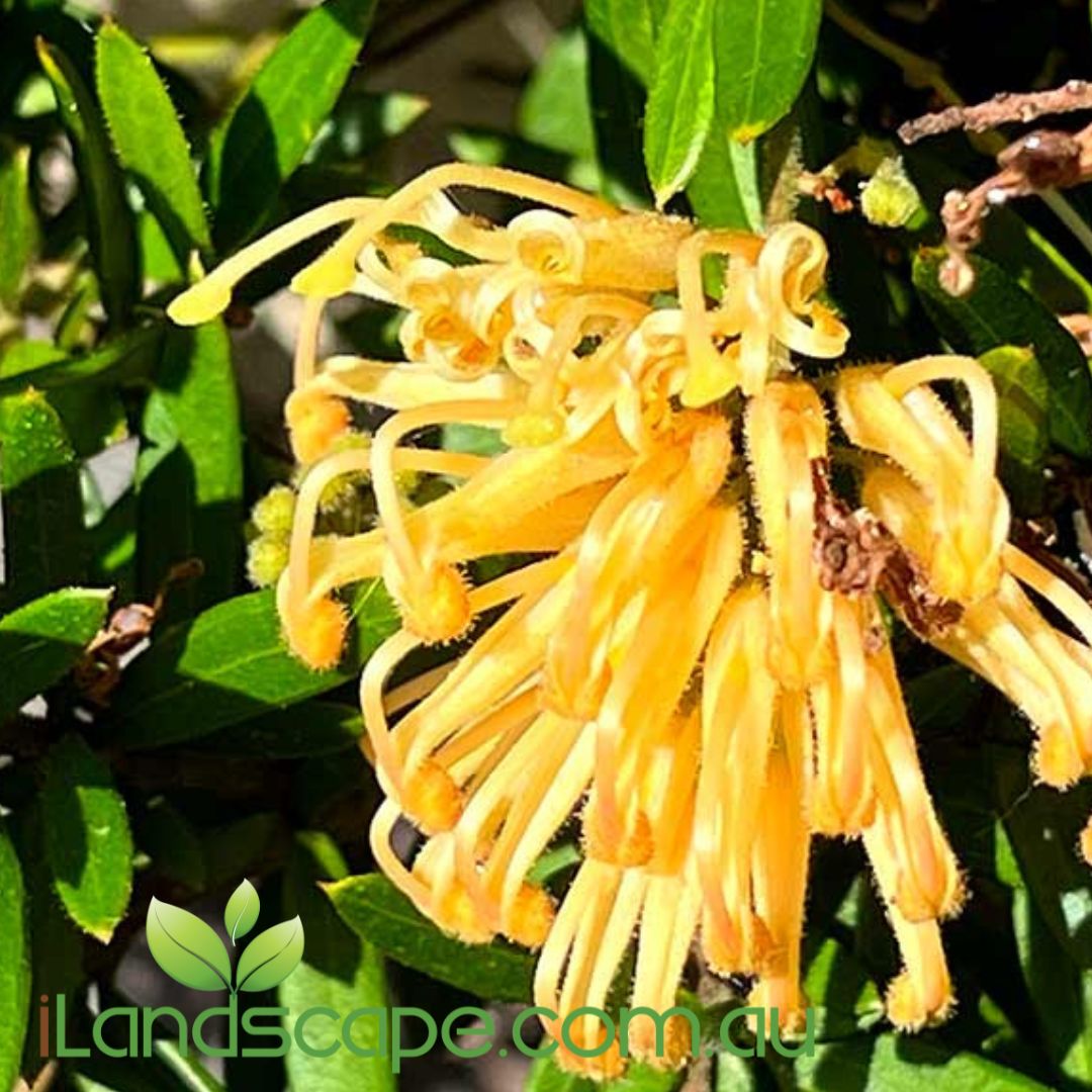 Grevillea juniperina x rhyolitica ‘Gold Fever’ PBR with golden-yellow spider-like flowers