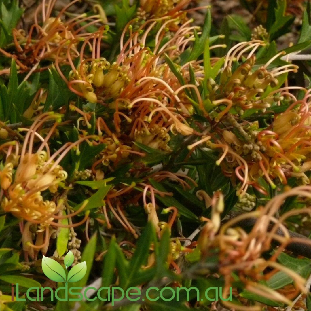 Grevillea ‘Old Gold’ with red flowers and golden-bronze new foliage