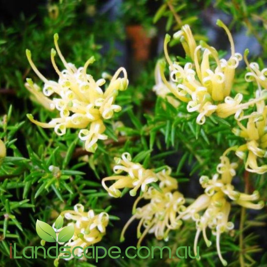 Cluster of 'Prostrate Gold' Grevillea juniperina flowers, with fine-textured foliage and yellow spider-like flowers.