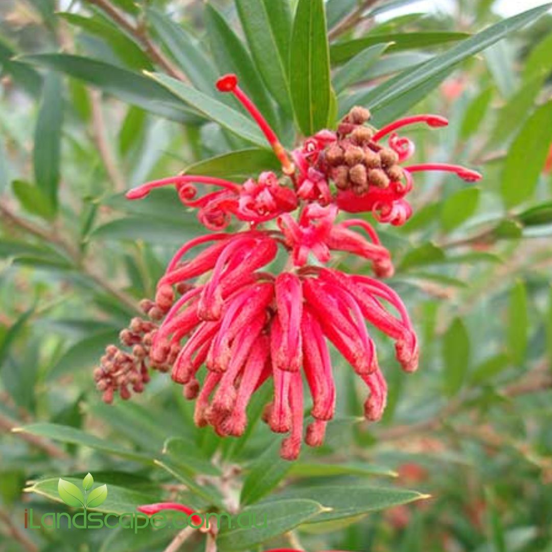 Grevillea Lady O with vibrant orange-red flowers growing in a Sunshine Coast garden