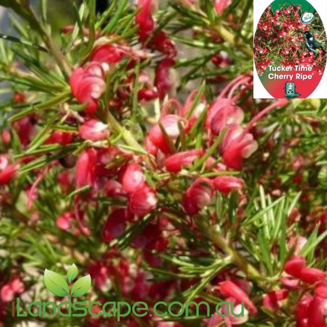Grevillea lanigera ‘Cherry Ripe’ with vibrant cherry-red spider flowers