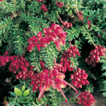 Grevillea lanigera Mt Tamboritha