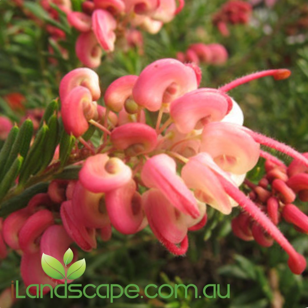 Grevillea ‘Little Drummer Boy’ with fine green foliage and soft pink flowers in bloom