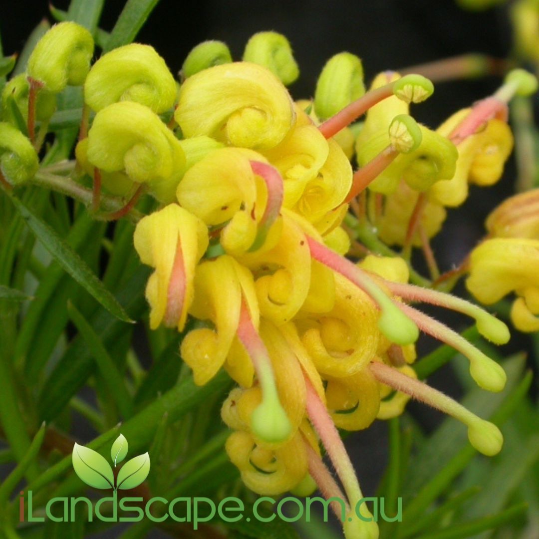 Grevillea rosmarinifolia x hybrid ‘Lemon Daze’ with bright lemon-yellow spider flowers