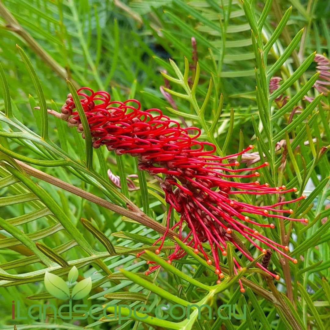 Grevillea ‘Red Hooks’ shrub with red toothbrush flowers and dense, ferny foliage