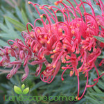 Grevillea ‘Molly’ with bright pink spider-like flowers