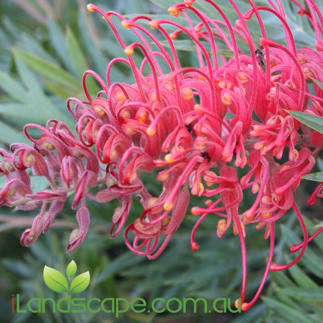 Grevillea ‘Molly’ with bright pink spider-like flowers