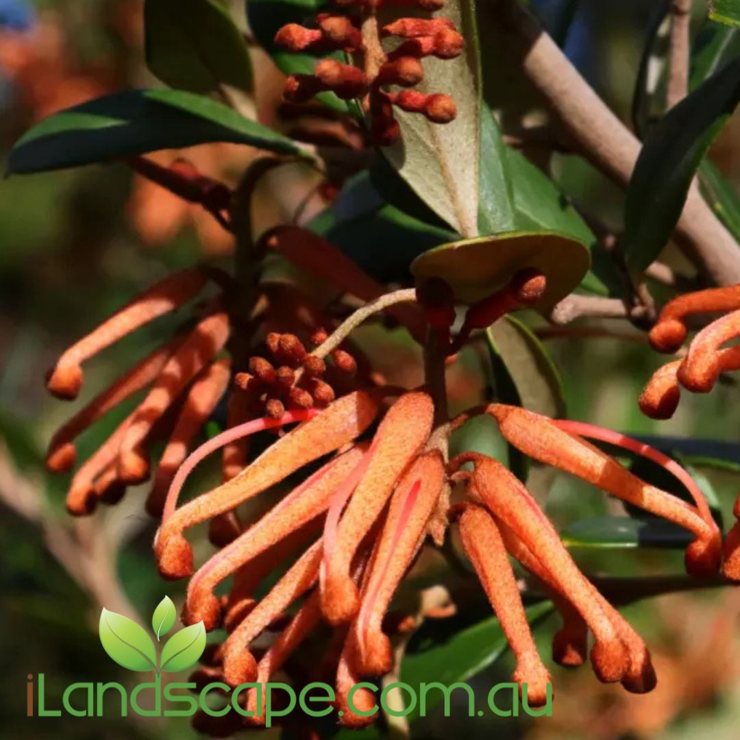 Grevillea victoriae ssp. nivalis ‘Murray Queen’ with crimson-pink spider-like flowers