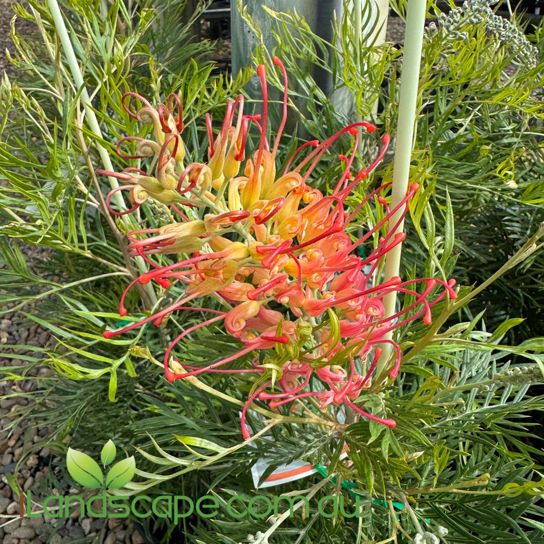 Close-up of a vibrant red and orange flower with green leaves in the background