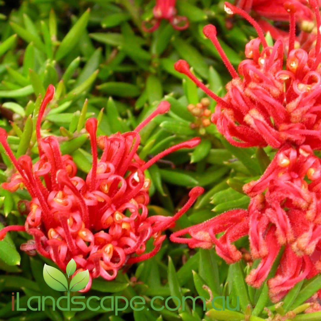 Grevillea juniperina ‘New Blood’ with vibrant red spider-like flowers