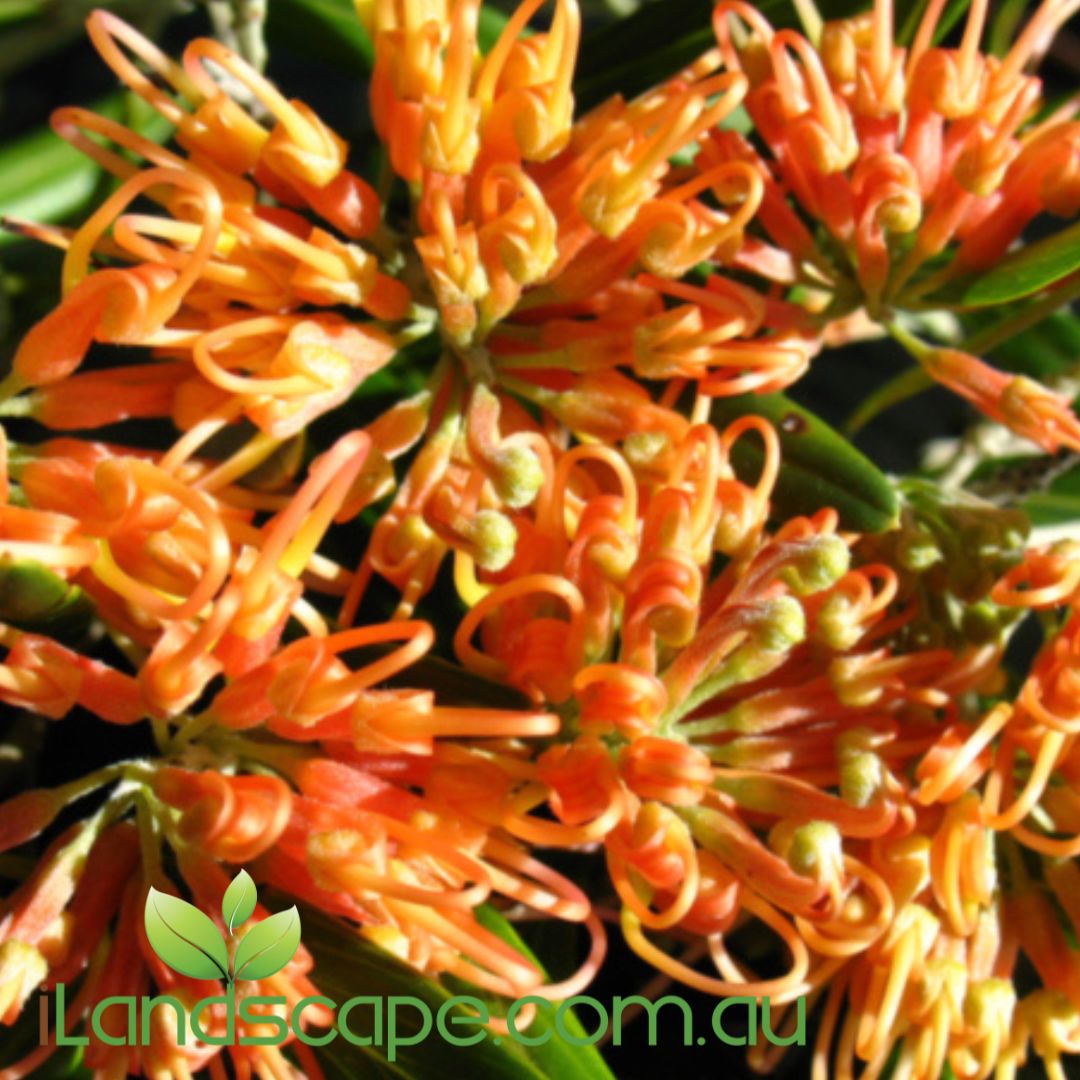 Grevillea olivacea ‘Apricot Glow’ with bright apricot-orange flowers