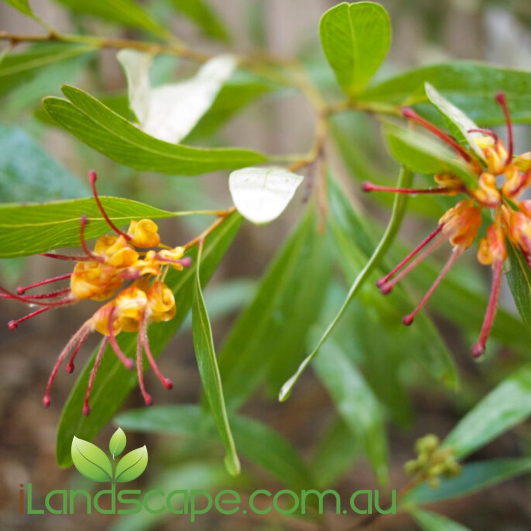 Grevillea ‘Orange Marmalade’ with bright orange flowers and dense green foliage