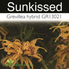 Grevillea Sunkissed with bright golden-yellow flowers growing in a Sunshine Coast garden.