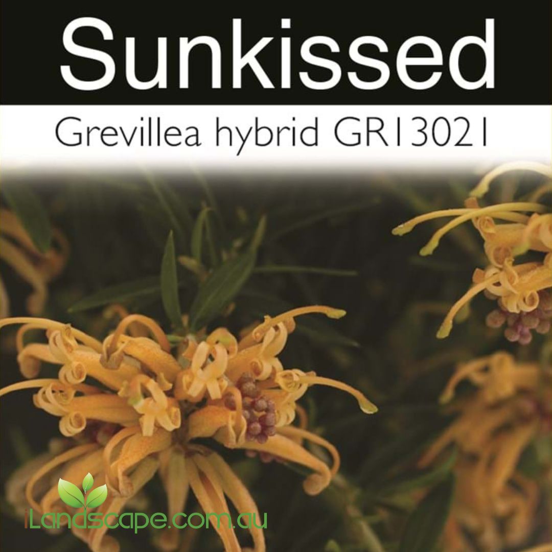 Grevillea Sunkissed with bright golden-yellow flowers growing in a Sunshine Coast garden.