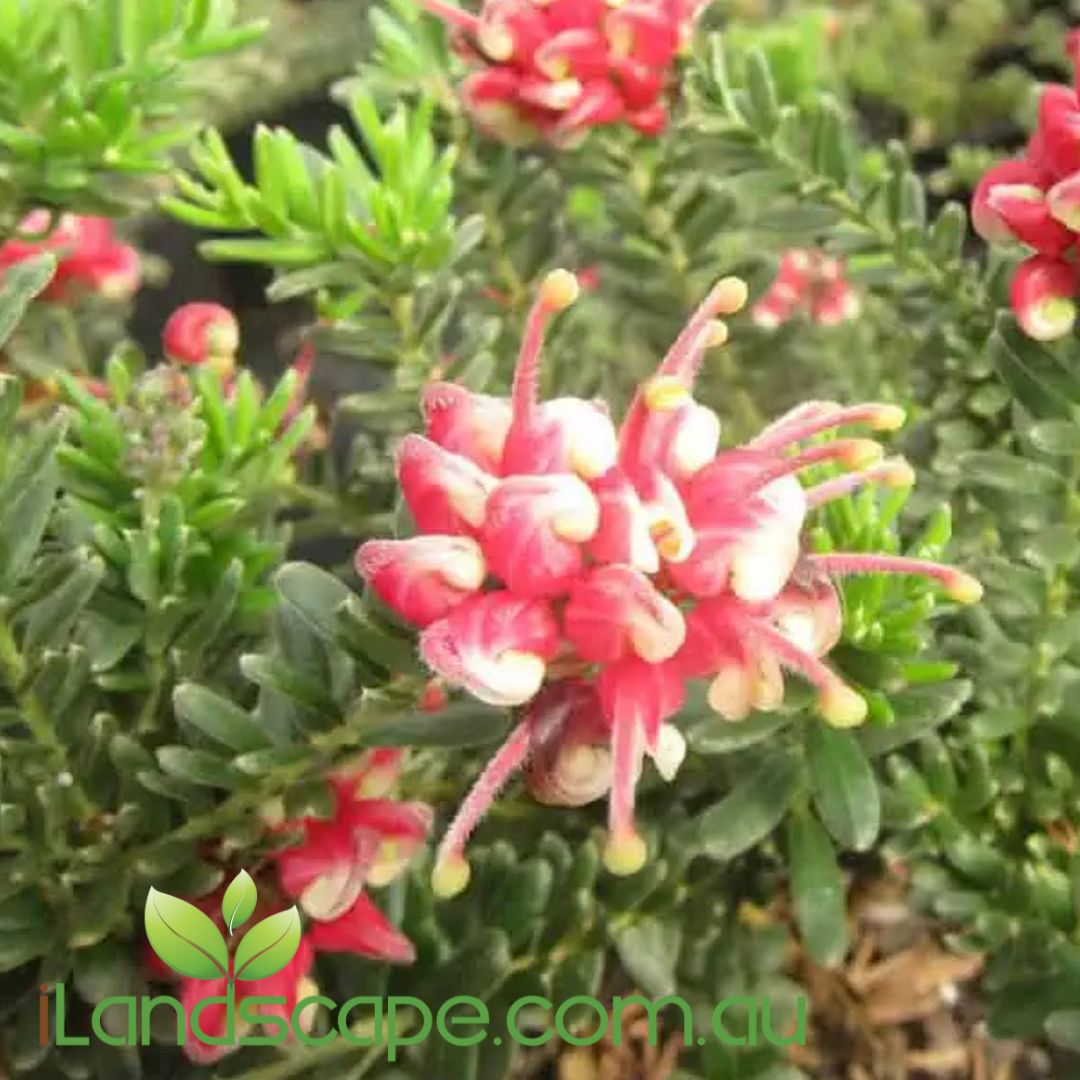 Grevillea lanigera ‘Winter Wonder’ with cream and deep pink spider-like flowers