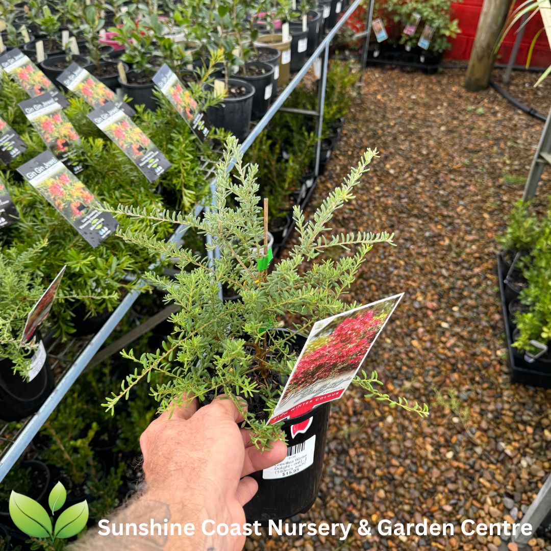 Grevillea Winter Delight