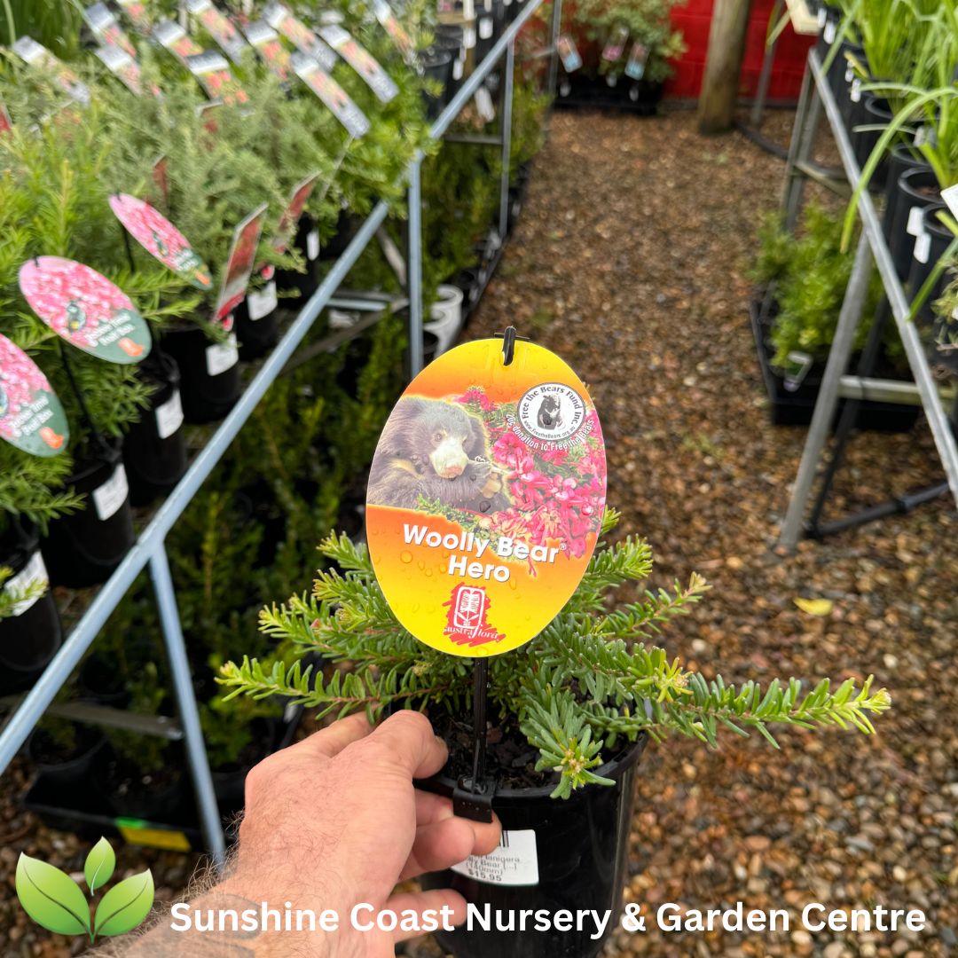 Grevillea lanigera Woolly Bear Hero