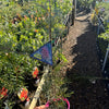 Grevillea Lana Maree