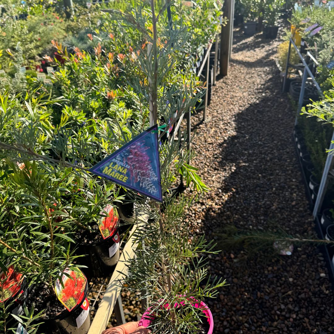 Grevillea Lana Maree