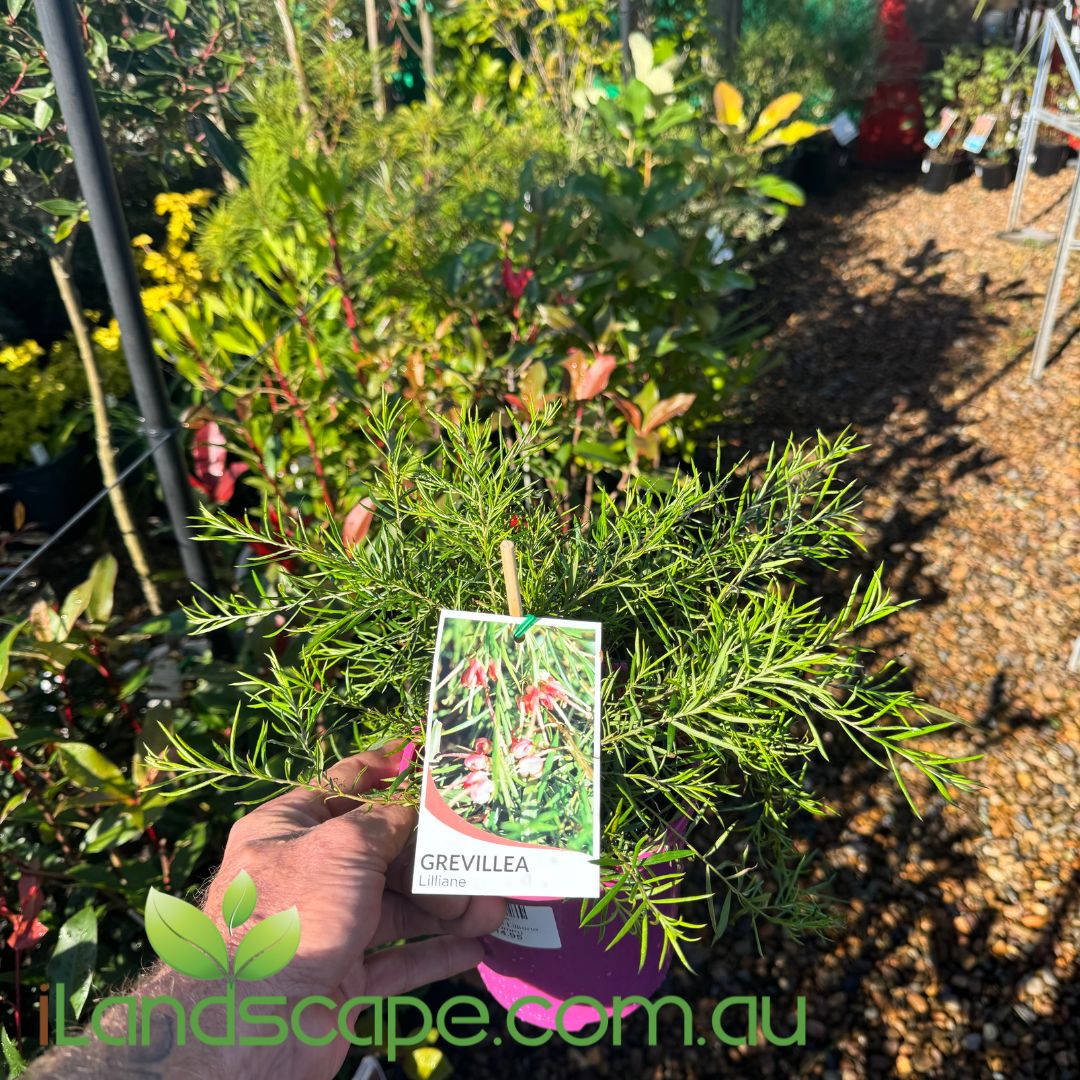 Grevillea 'Lilliane'