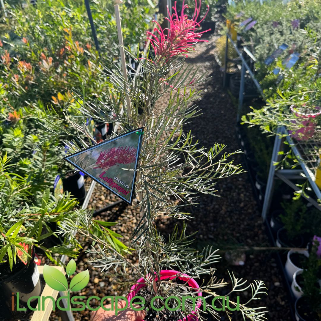 Grevillea Lollypops
