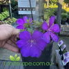 Tibouchina Groovy Baby
