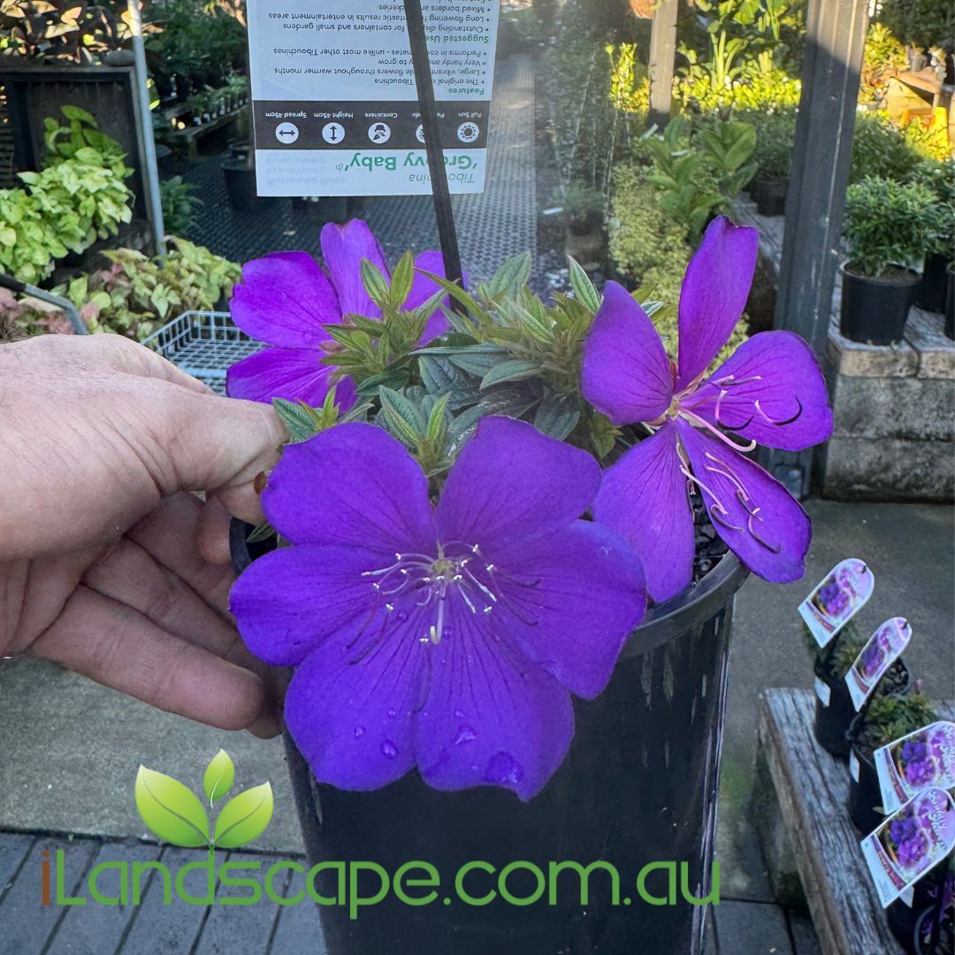 Tibouchina Groovy Baby