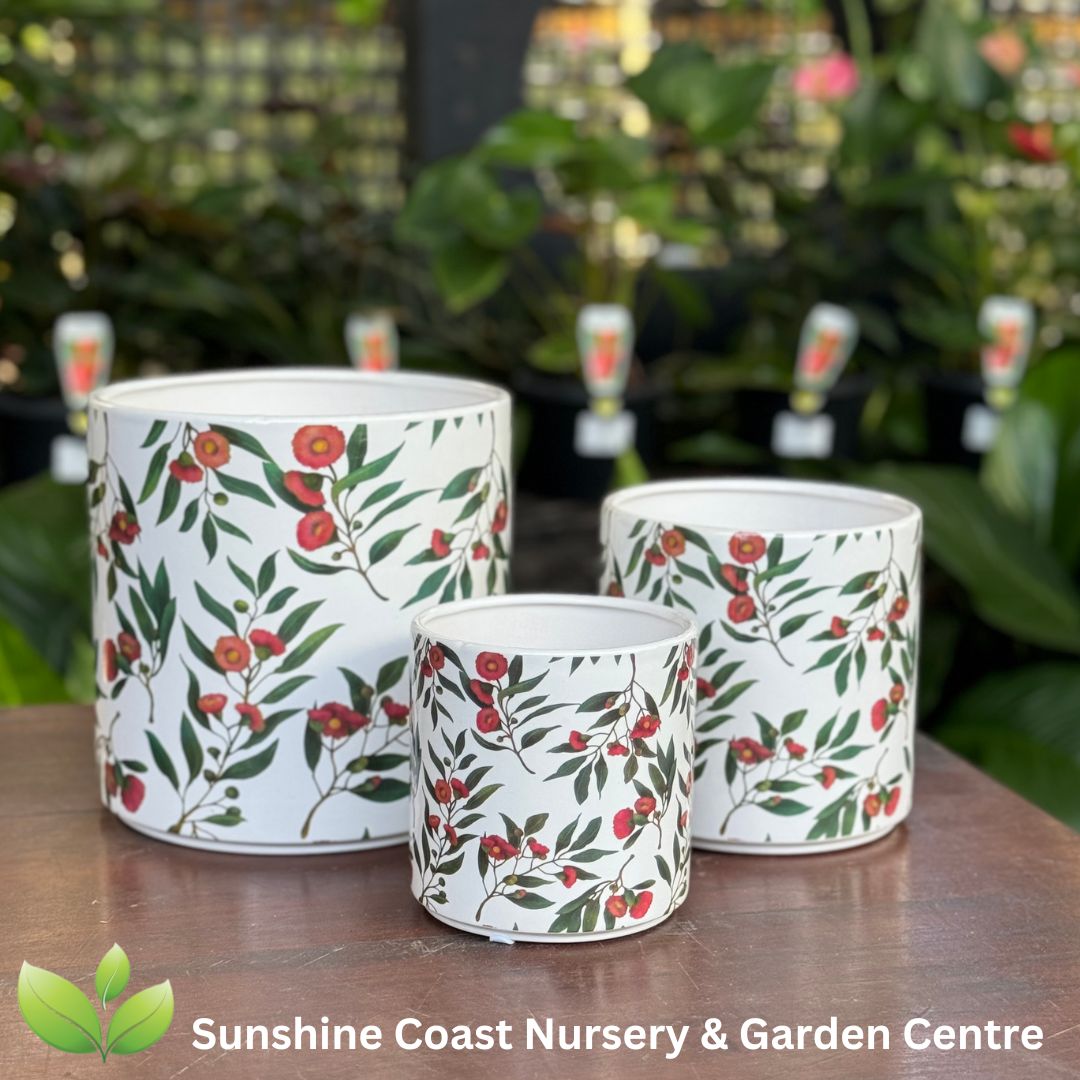 Indoor Pots Sunshine Coast Nursery & Garden Centre