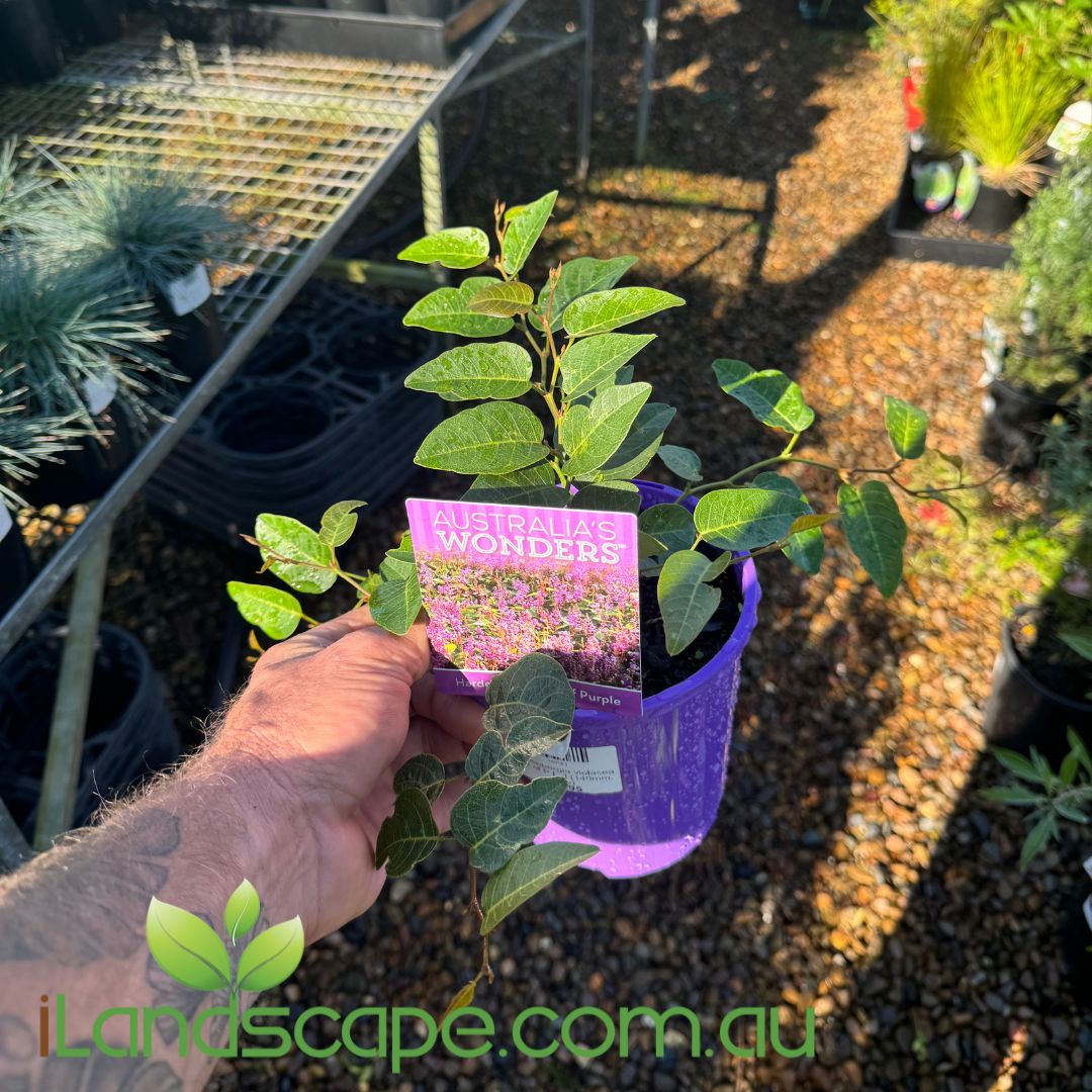 Hardenbergia violacea Sea of Purple