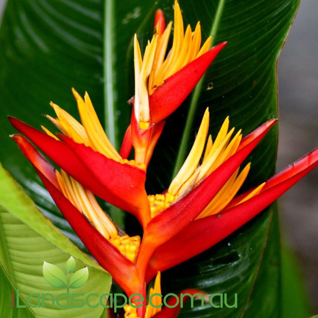 Heliconia Guadalupe