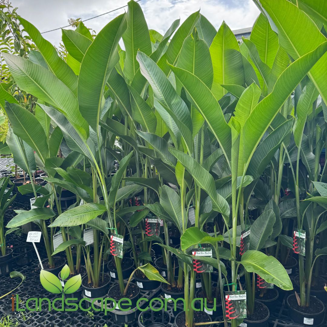 Heliconia Hot rio nights in 200mm pots approx 1.8m tall