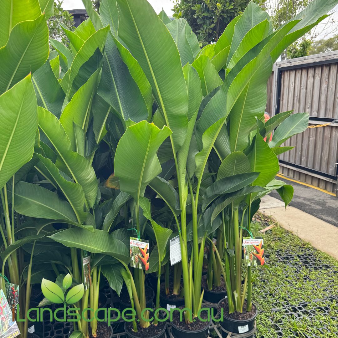 Row of potted Heliconia Jacquinii plants with green leaves approx 1.8m tall
