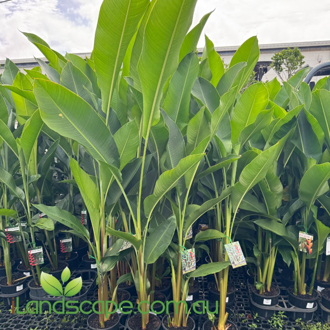 Row of Heliconia Kawauchi plants in pots with a visible brand logo in the foreground.