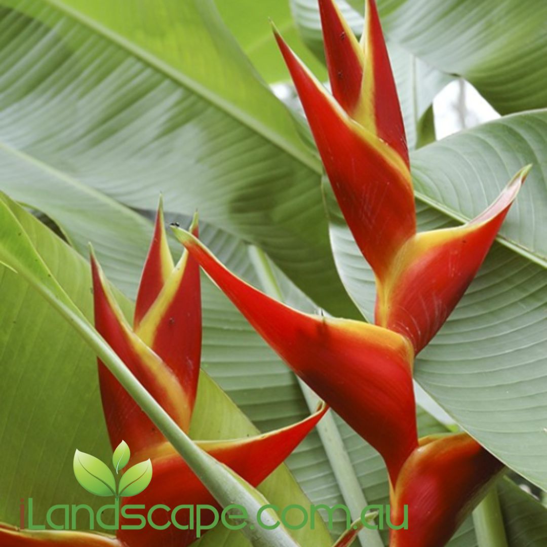 Heliconia Kawauchi