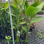 Heliconia-Rauliniana in 200mm Pots