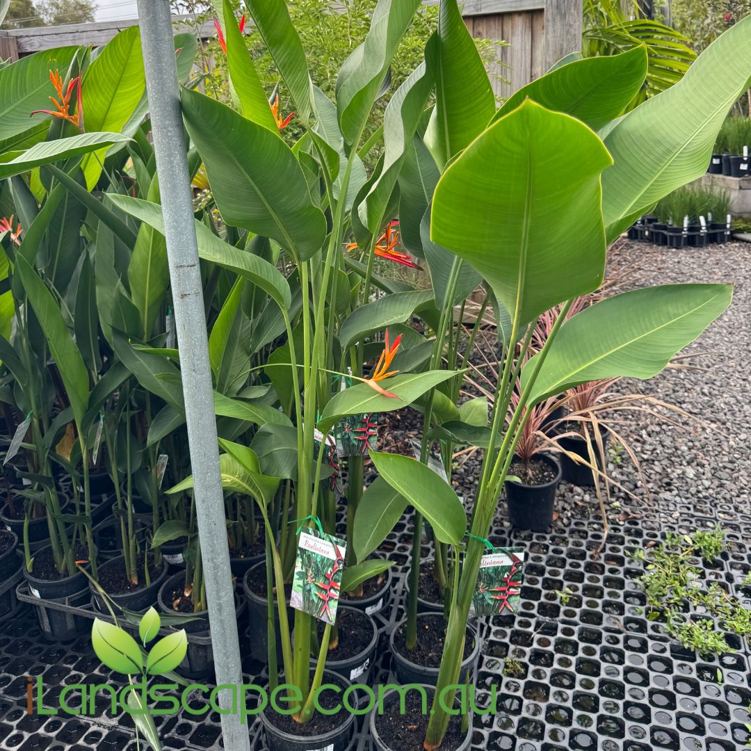Heliconia-Rauliniana in 200mm Pots