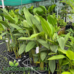 Heliconia African Dawn in 200mm Pots

