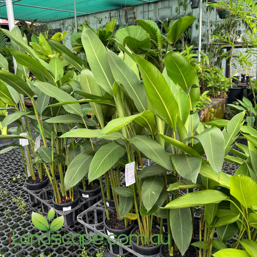 Heliconia African Dawn in 200mm Pots
