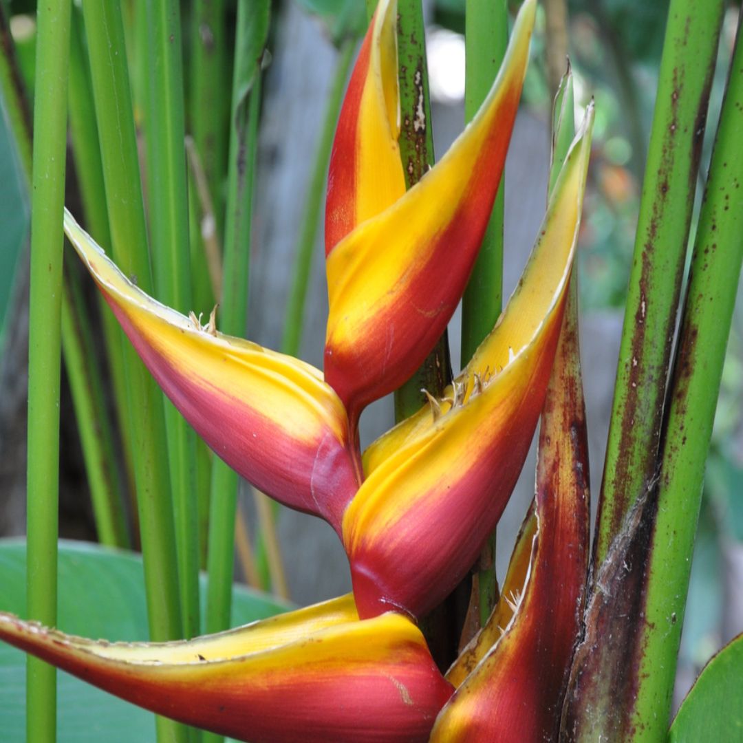 Heliconia bihai Banana Split