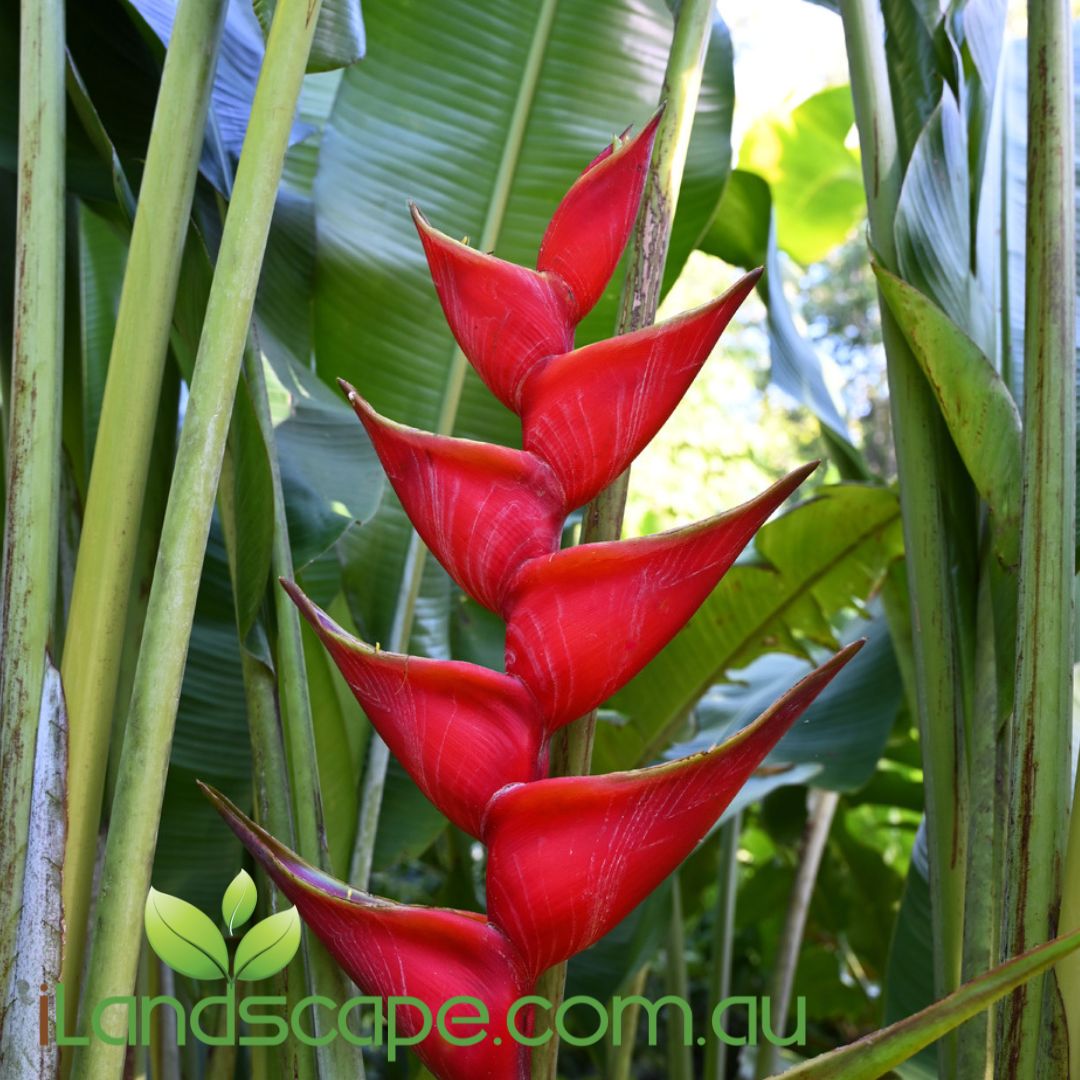 Heliconia bihai x caribaea 'Criswick'