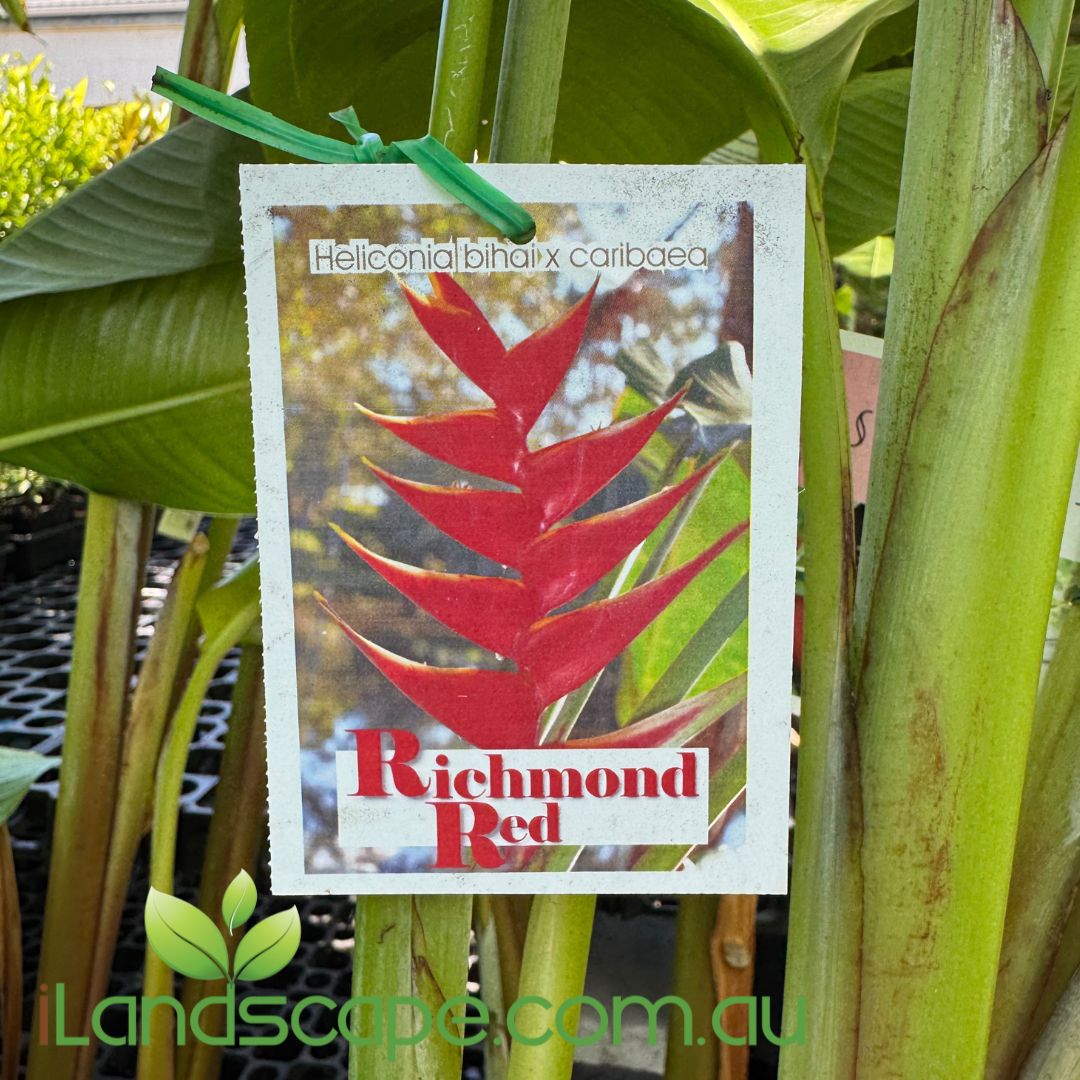 Heliconia bihai x caribaea 'Richmond Red'